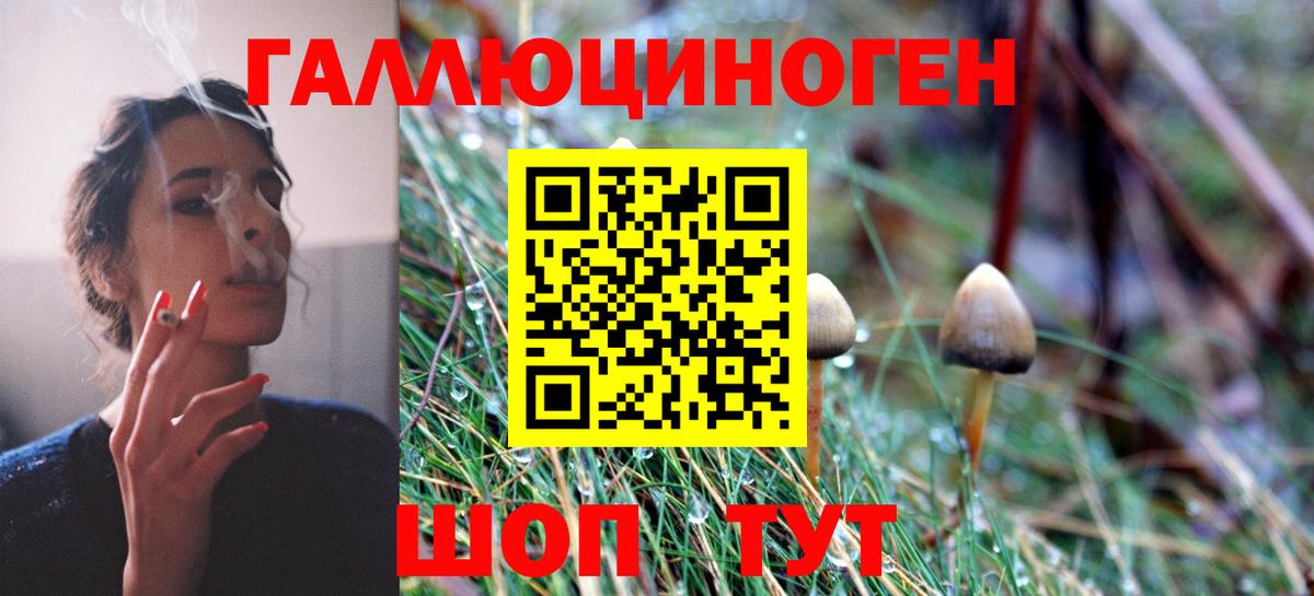 Галлюциногенные грибы Psilocybine cubensis Казань